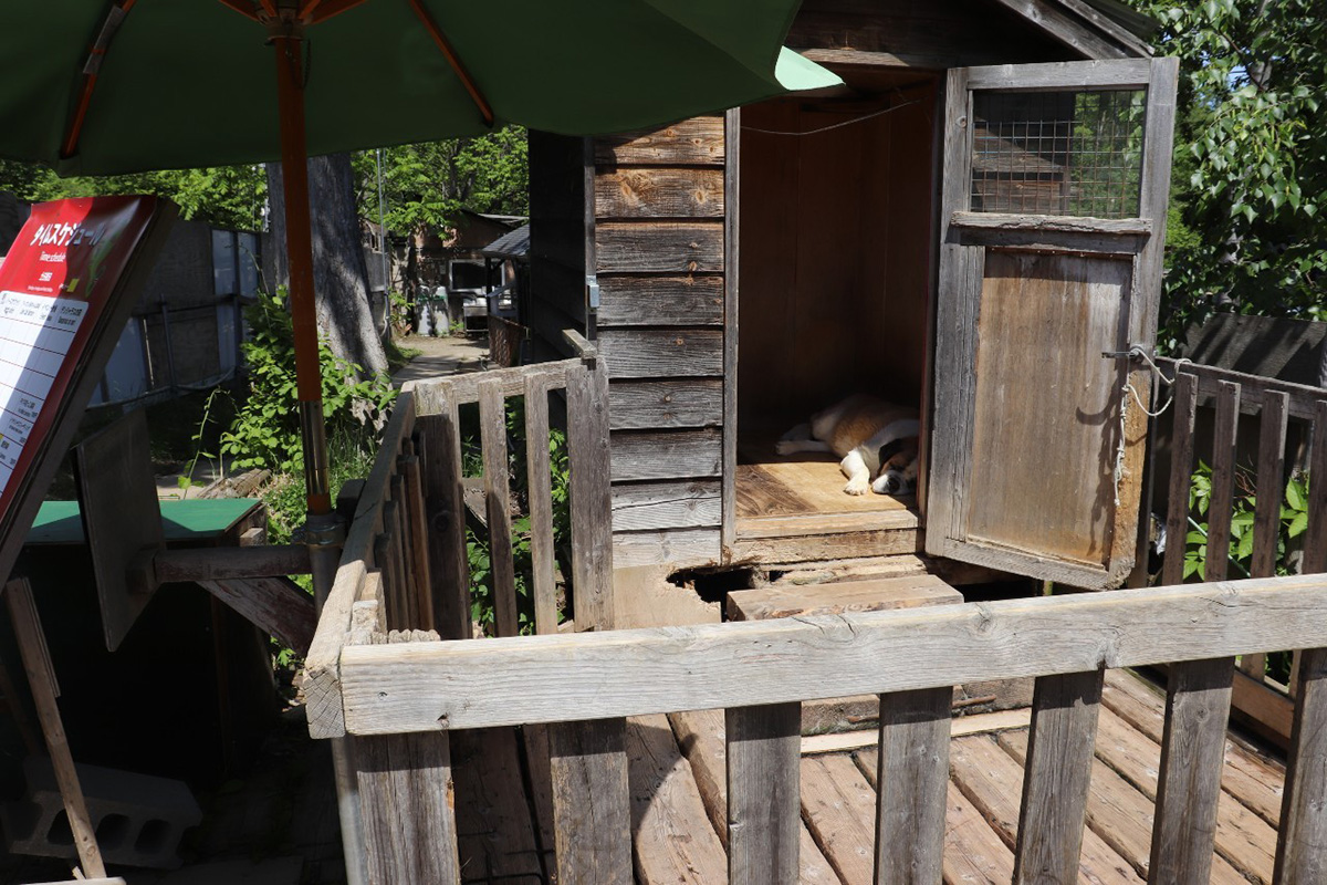 ノースサファリサッポロ　犬　かわいそう