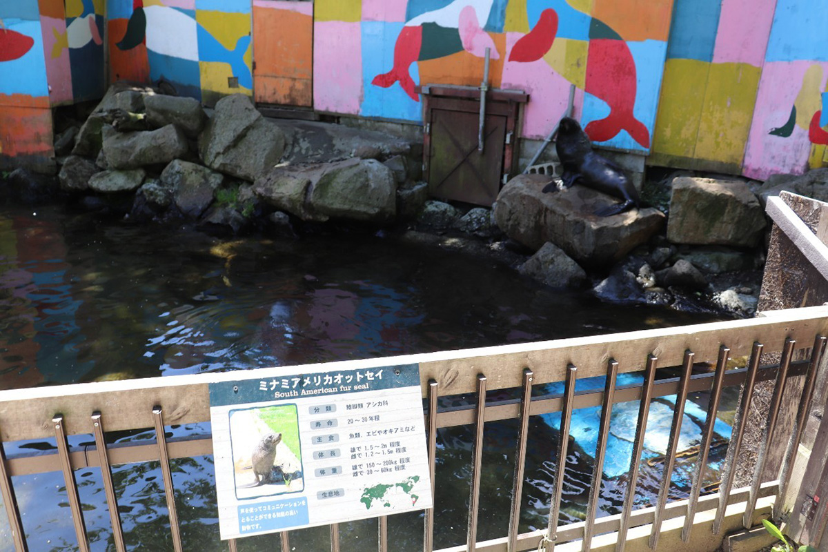 ノースサファリサッポロ　オットセイ