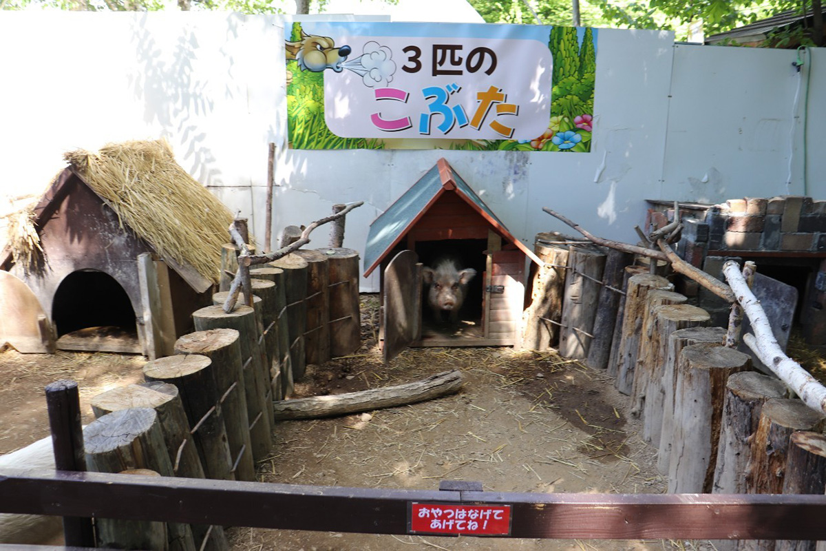 ノースサファリサッポロ　３匹の子豚　コブタ　みすぼらしい