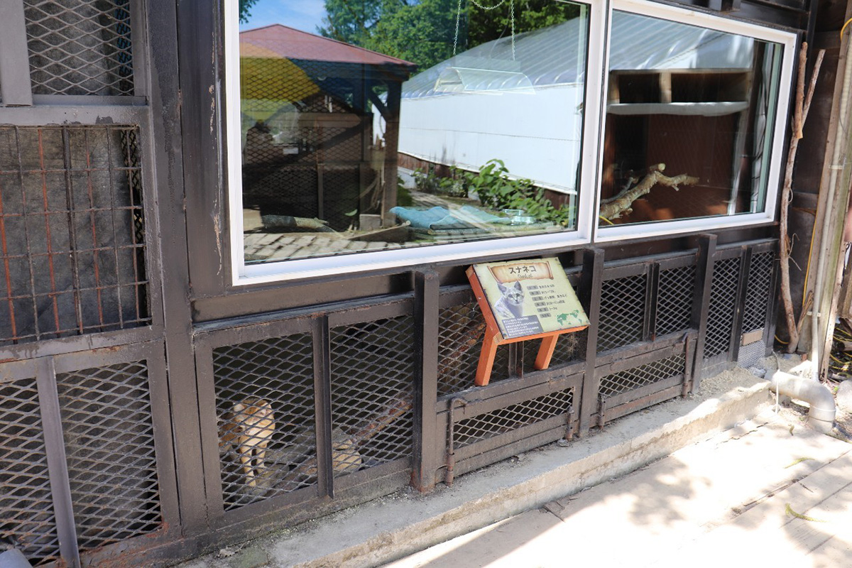 ノースサファリサッポロ　スナネコ　どこから