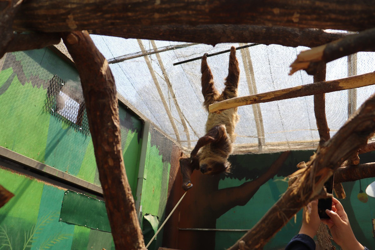 ノースサファリサッポロ　　なまけもの