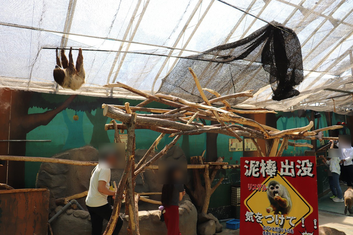 ノースサファリサッポロ　ナマケモノ