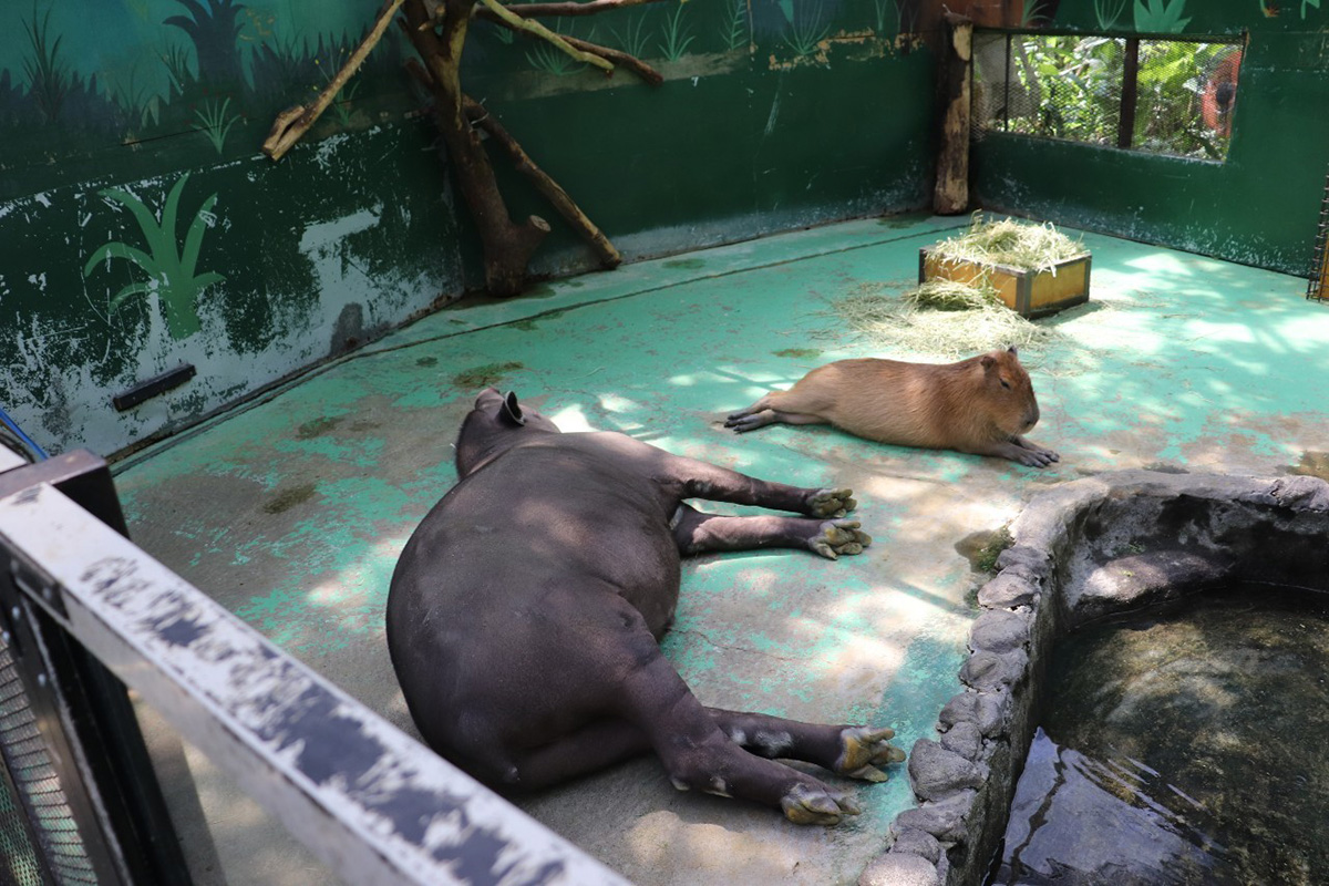 ノースサファリサッポロ　バク