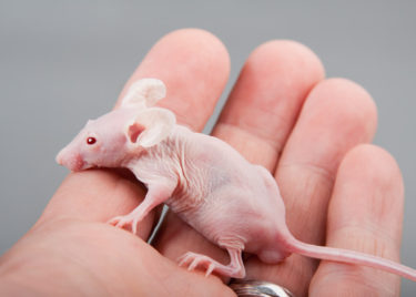 動物実験　ヌードマウス写真