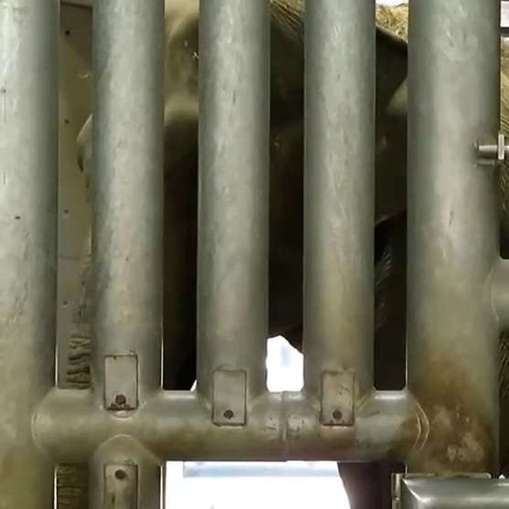 岡崎市東公園動物園　ふじ子