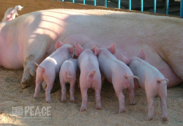 OIEの「アニマルウェルフェアと豚生産システム」案に意見提出