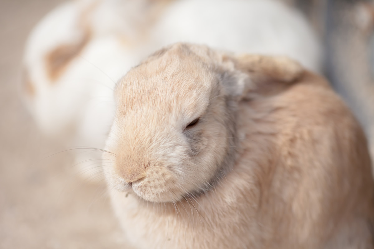 ＜東京都＞肉食獣の生餌のウサギは東京実験動物（株）から