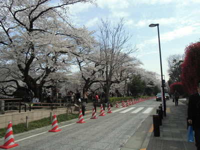 九段下の会場へ行く道は、桜が満開でした。