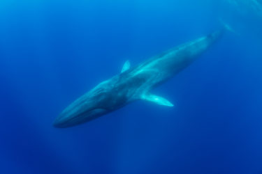 【パブコメ締切】ナガスクジラの商業捕鯨追加