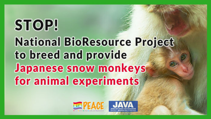 STOP! National BioResource Project to breed Japanese snow monkeys for animal experiments