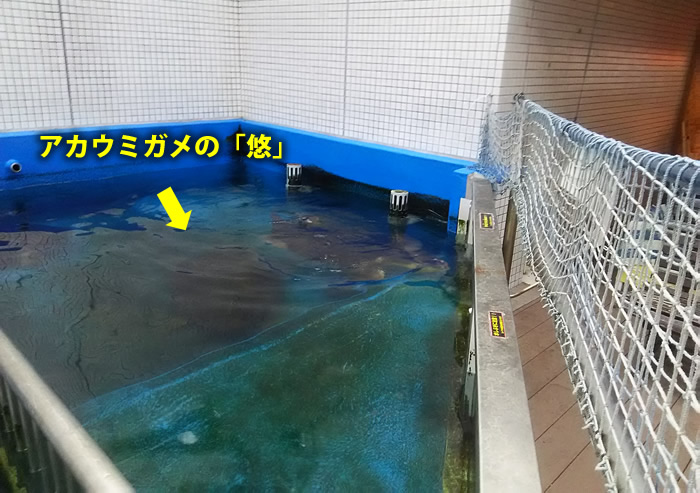 須磨水族園再整備計画にノーを！（１）　義肢のアカウミガメ「悠」、無名の最期