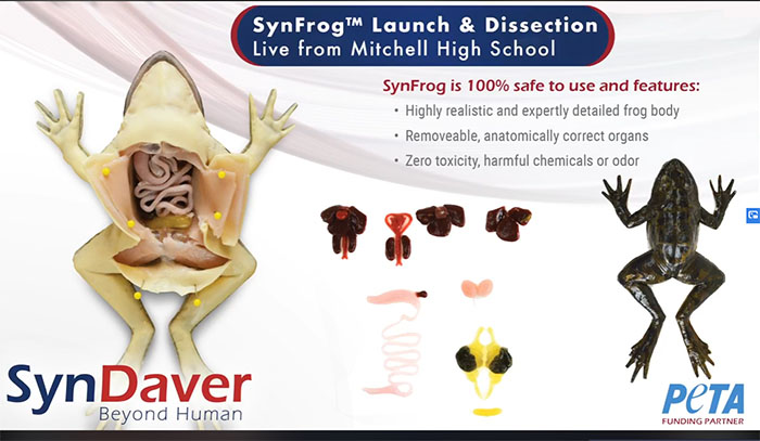 教育・訓練用の人造モデルSynDaver® にカエル版が登場　人道的な理科教育を