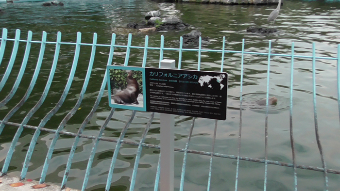 天王寺動物園でアシカの子が排水口から流された事故について、市動物管理センター分室から回答がありました