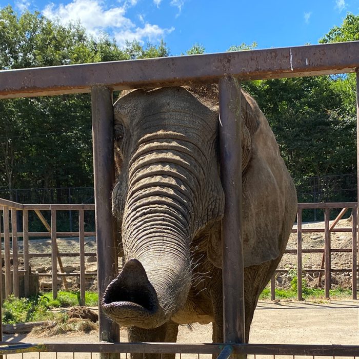 東北サファリ　ララ