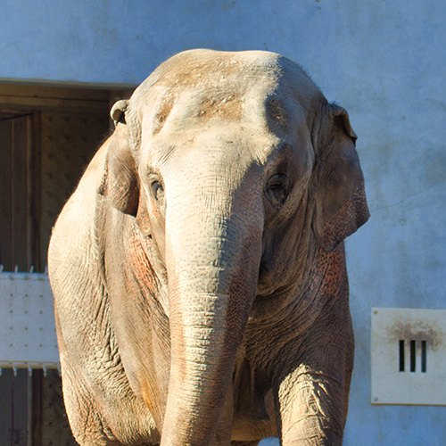 長野市茶臼山動物園　フー子