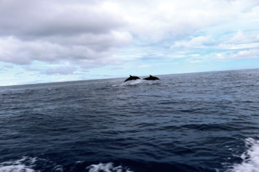 日本クジライルカウォッチング協議会の第３回シンポジウムを視聴しました