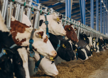 OIE規約「アニマルウェルフェアと乳牛生産システム」採択